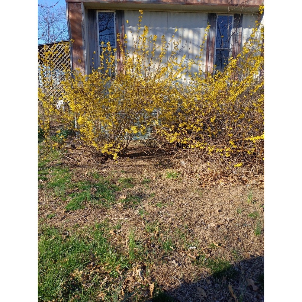 Forsythia Spring Yellow Flowering Shrub Potted 2.5g‎ 2nd Year